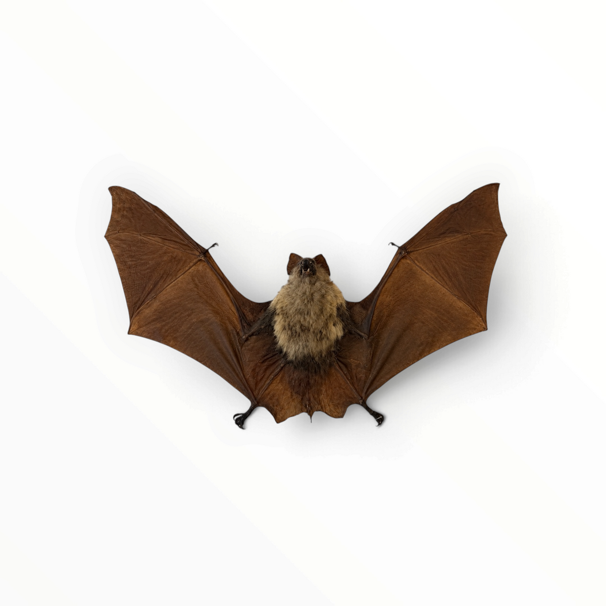 Hipposideros diadema – Gespreide diadeembladneusvleermuis | 35 cm