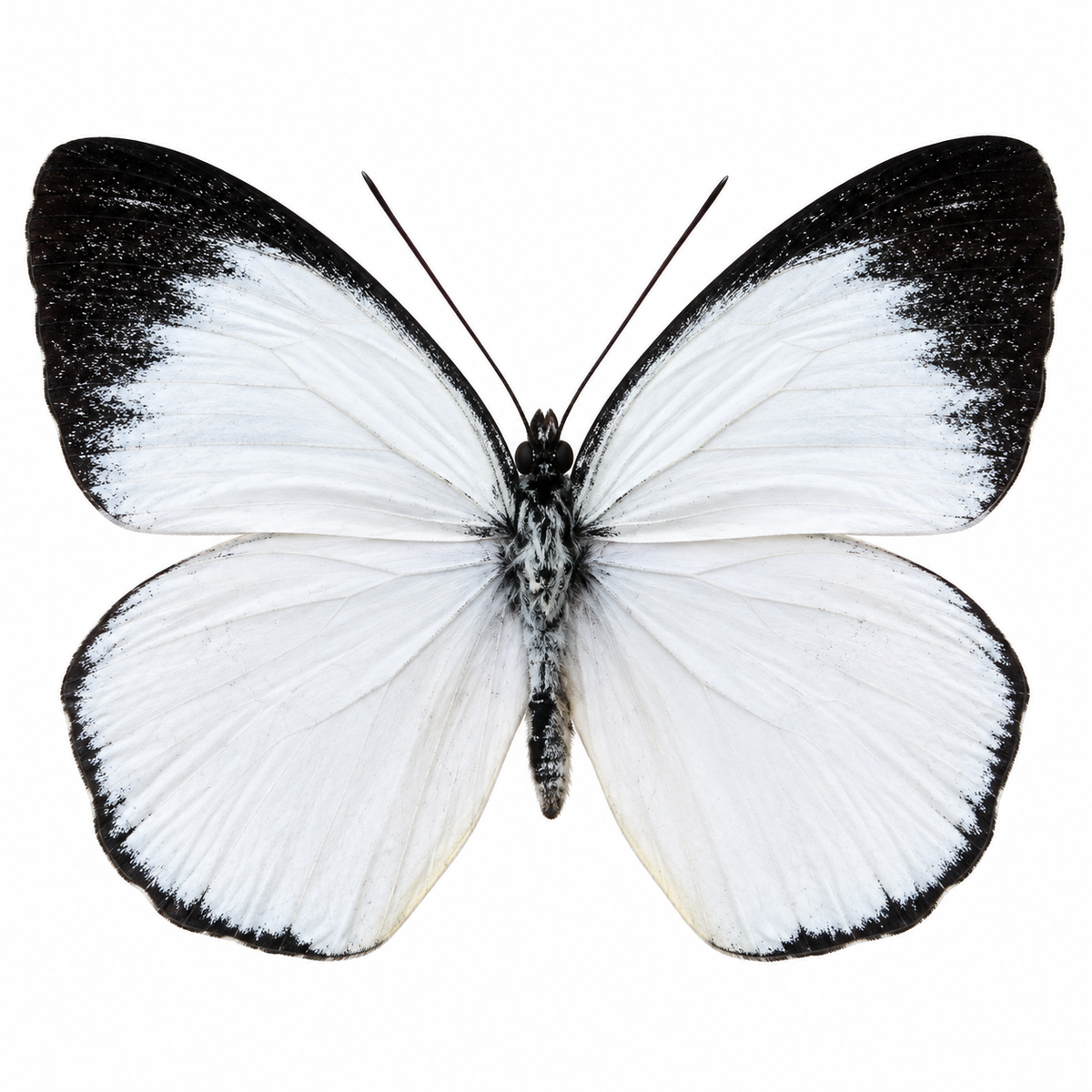Delias Belisama