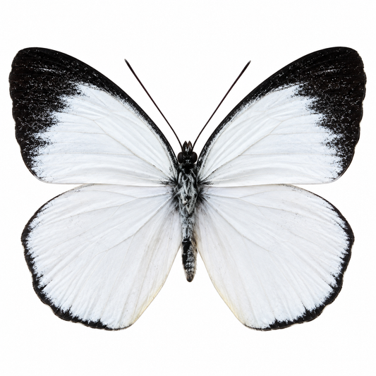 Delias Belisama