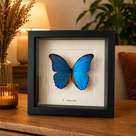 Morpho Didius