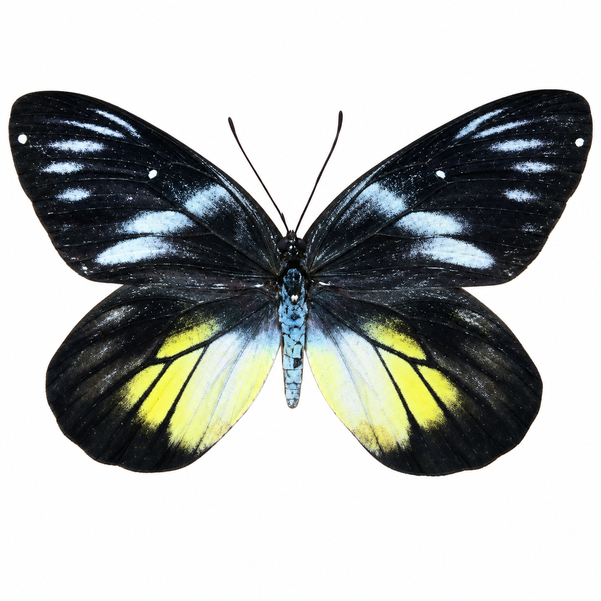 Delias henningia