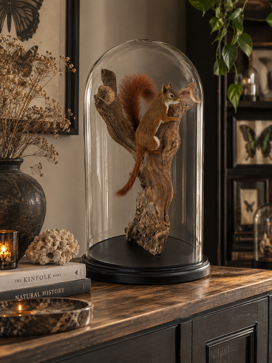 Hudson-eekhoorn (Tamiasciurus hudsonicus) &rode eekhoorn (Sciurus vulgaris)