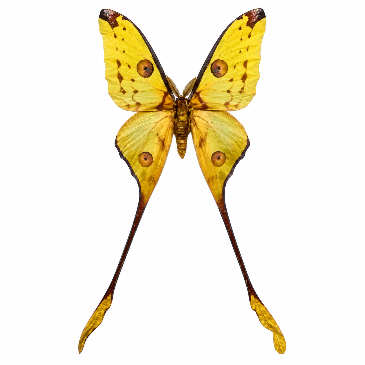 Aragema Mittrei male