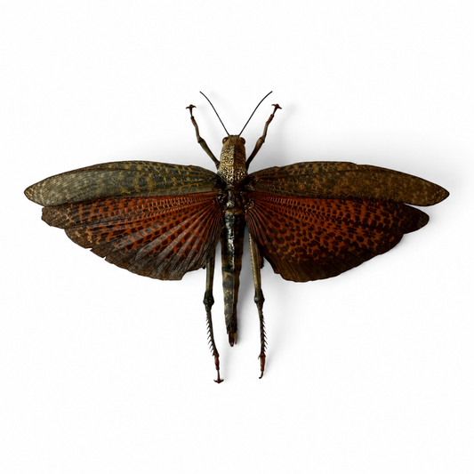 Tropidacris cristata female