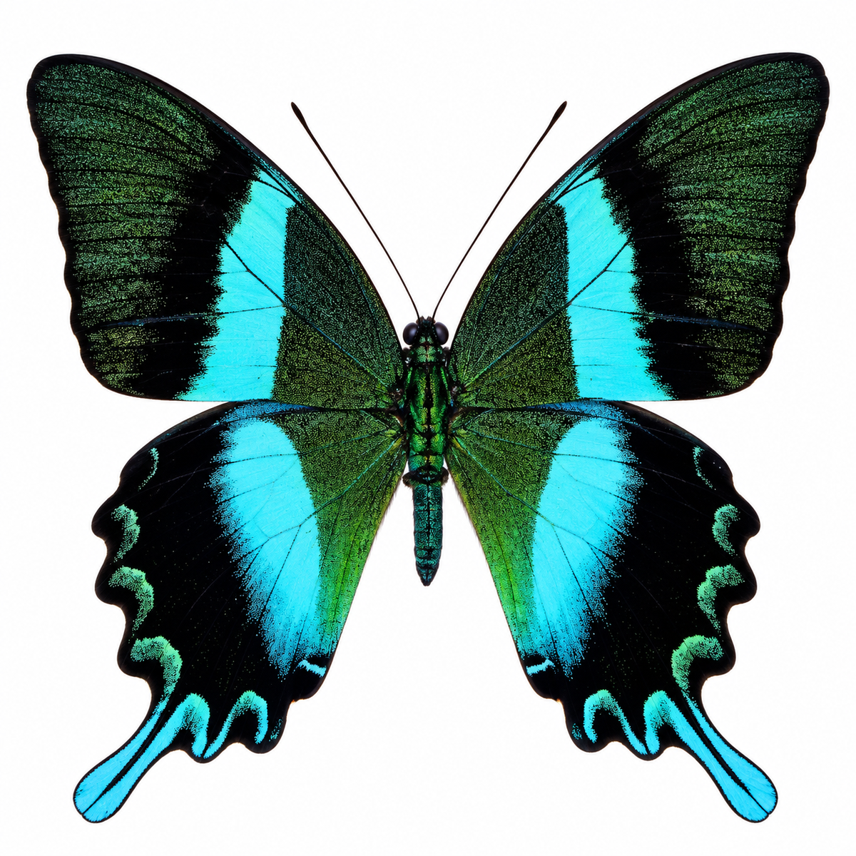 Papilio Blumei