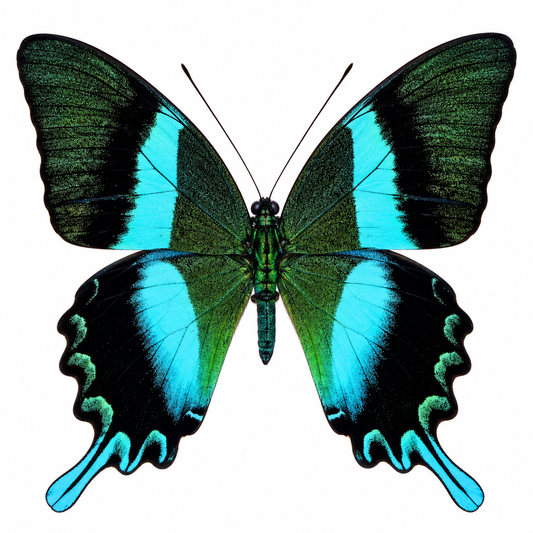 Papilio Blumei