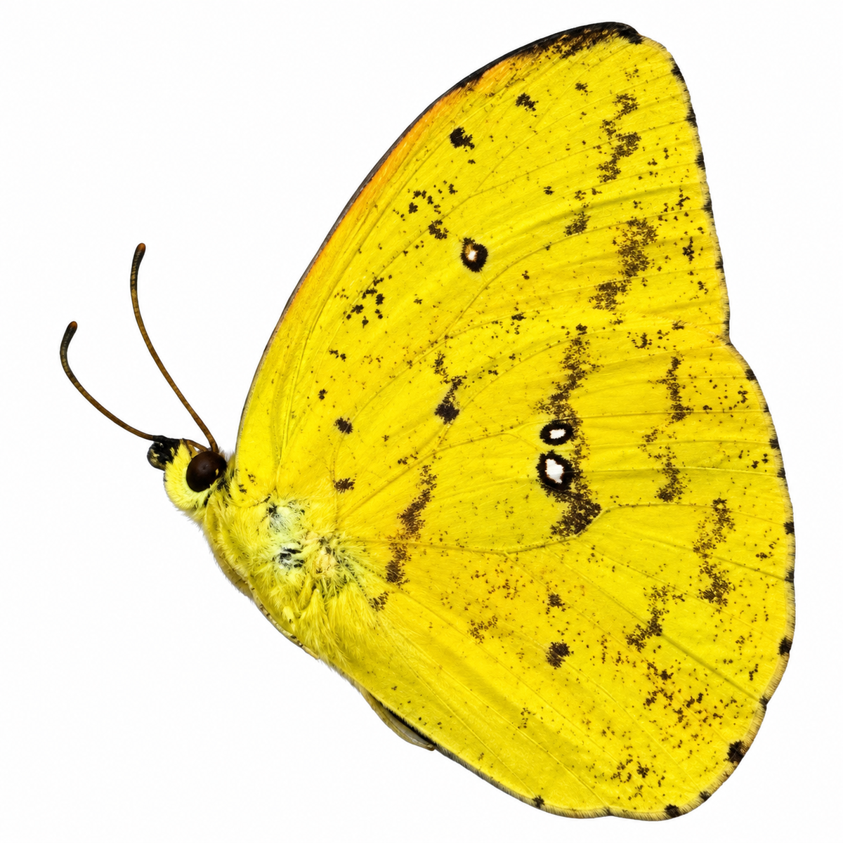 Phoebis Argante