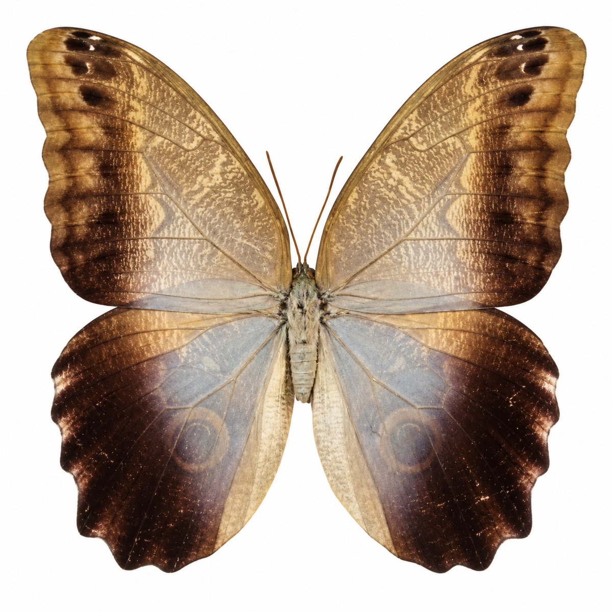 Caligo Brasiliensis