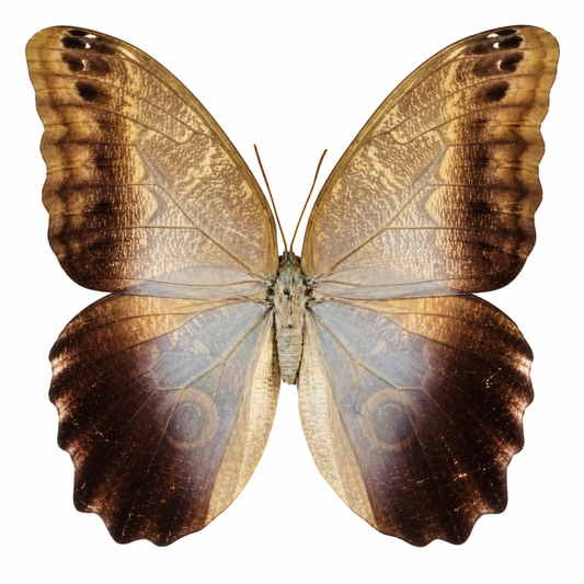 Caligo Brasiliensis