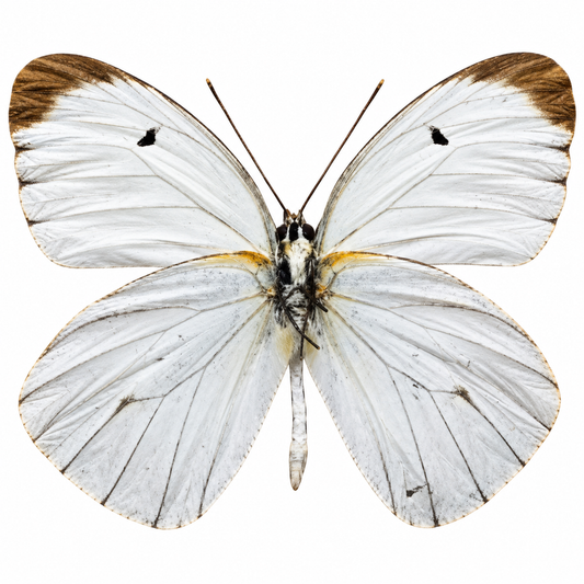 Ascia Buniae