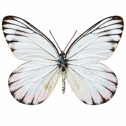 Delias Hyparete