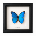 Laad de afbeelding in de galerij, Morpho Didius
