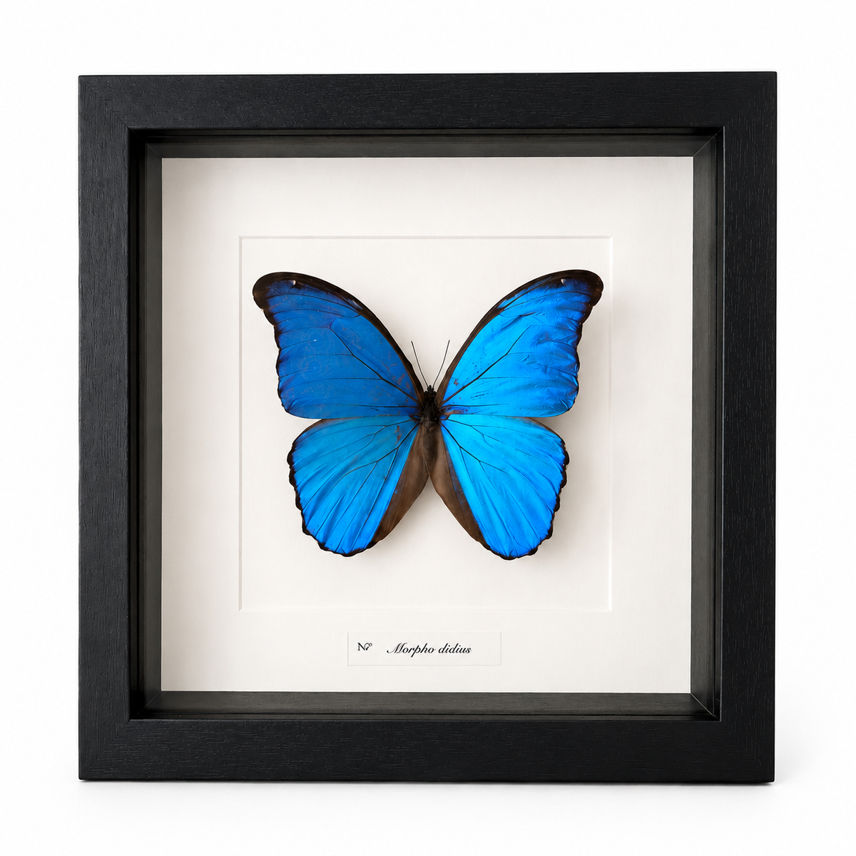 Morpho Didius