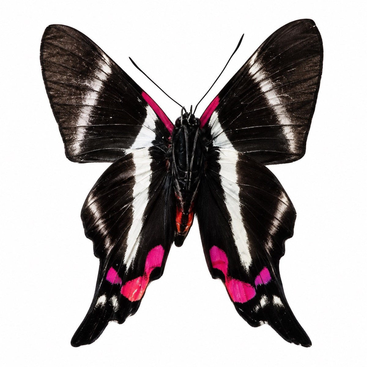 Rhetus periander