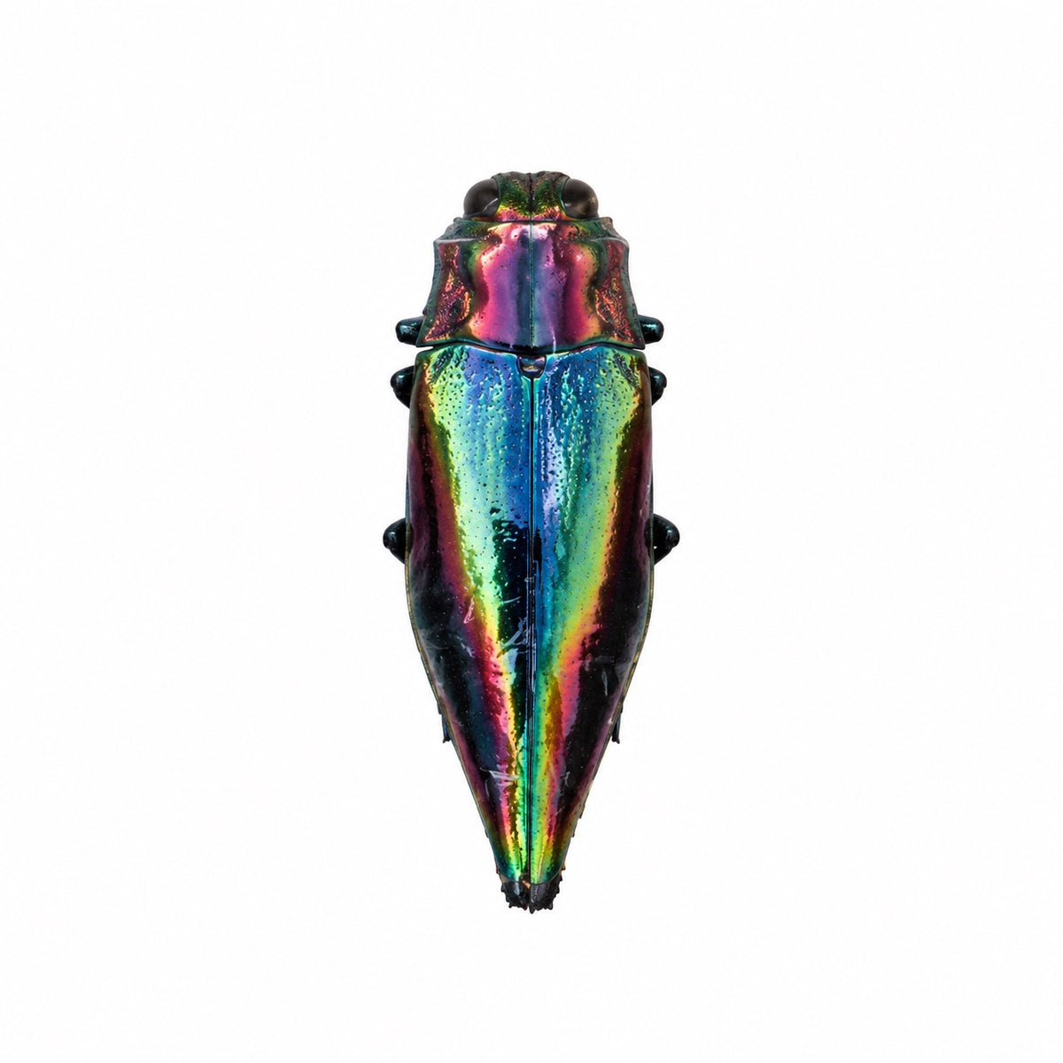 Cyphogastra Javanica
