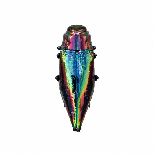 Cyphogastra Javanica