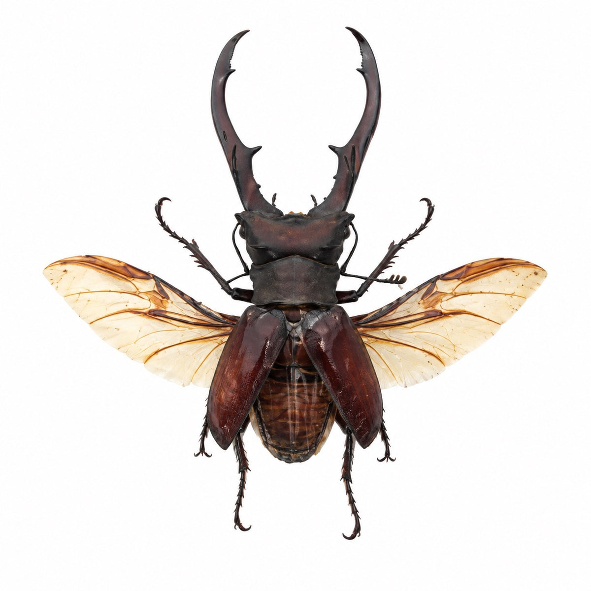 Cyclommatus Metallifer aenomicans