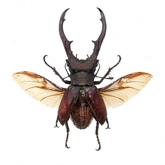 Cyclommatus Metallifer aenomicans