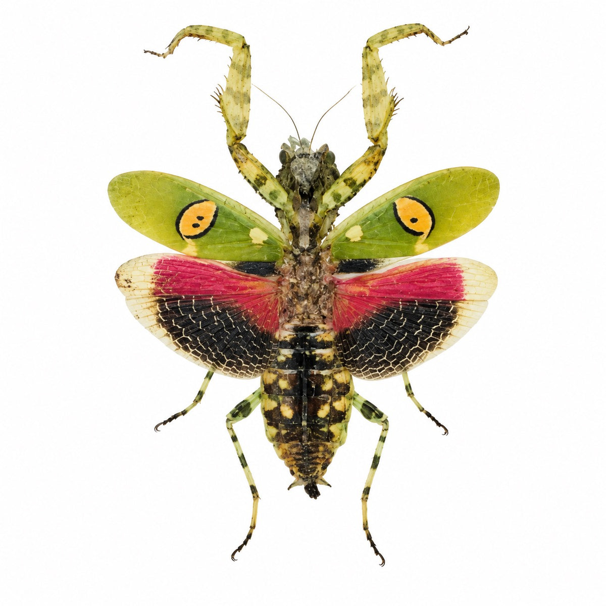 Creobroter gemmatus