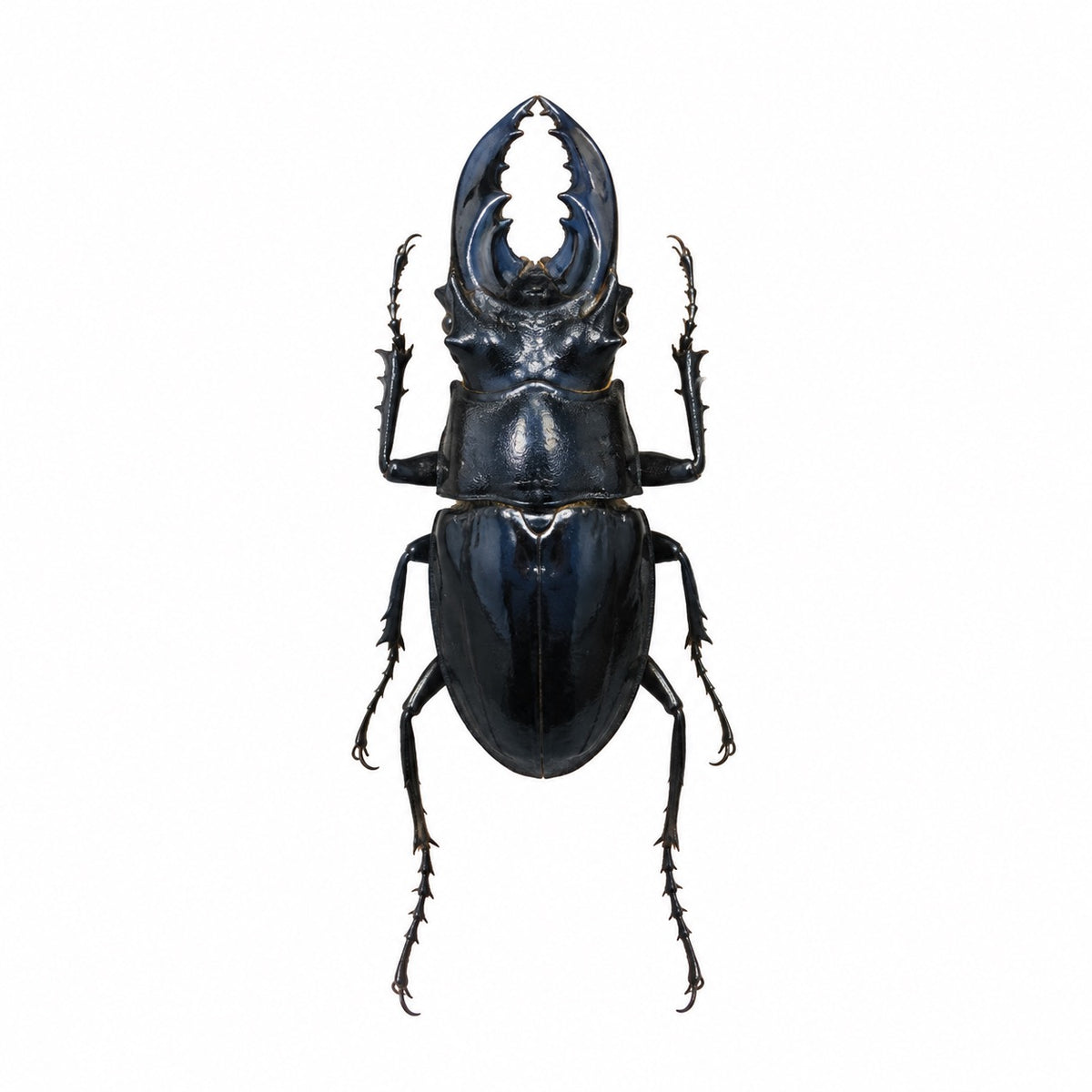Cantharolethrus buckleyi