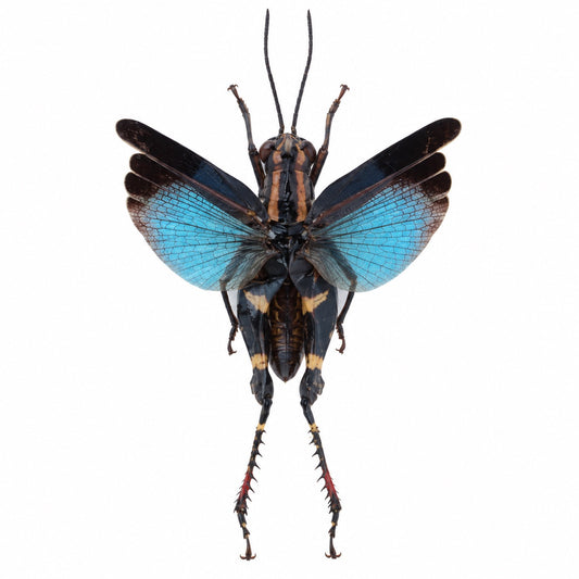 Saltamontes Coloracris azul (blue azureus)