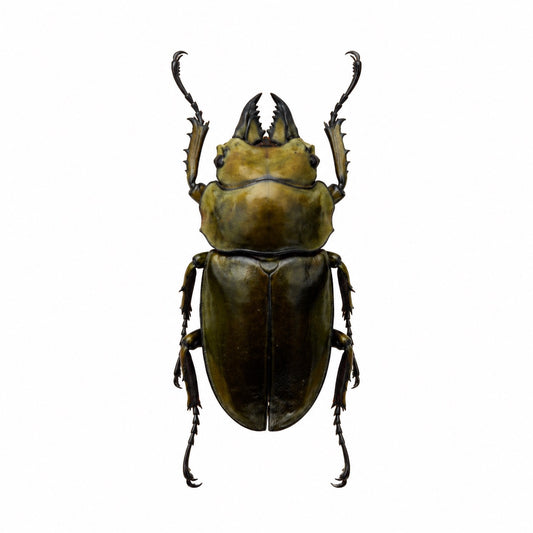 Allotopus Rosenbergi