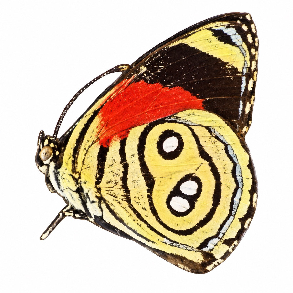Callicore hystaspes