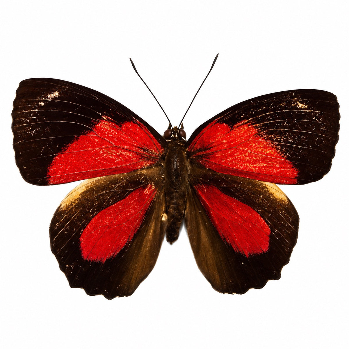 Callicore persistera