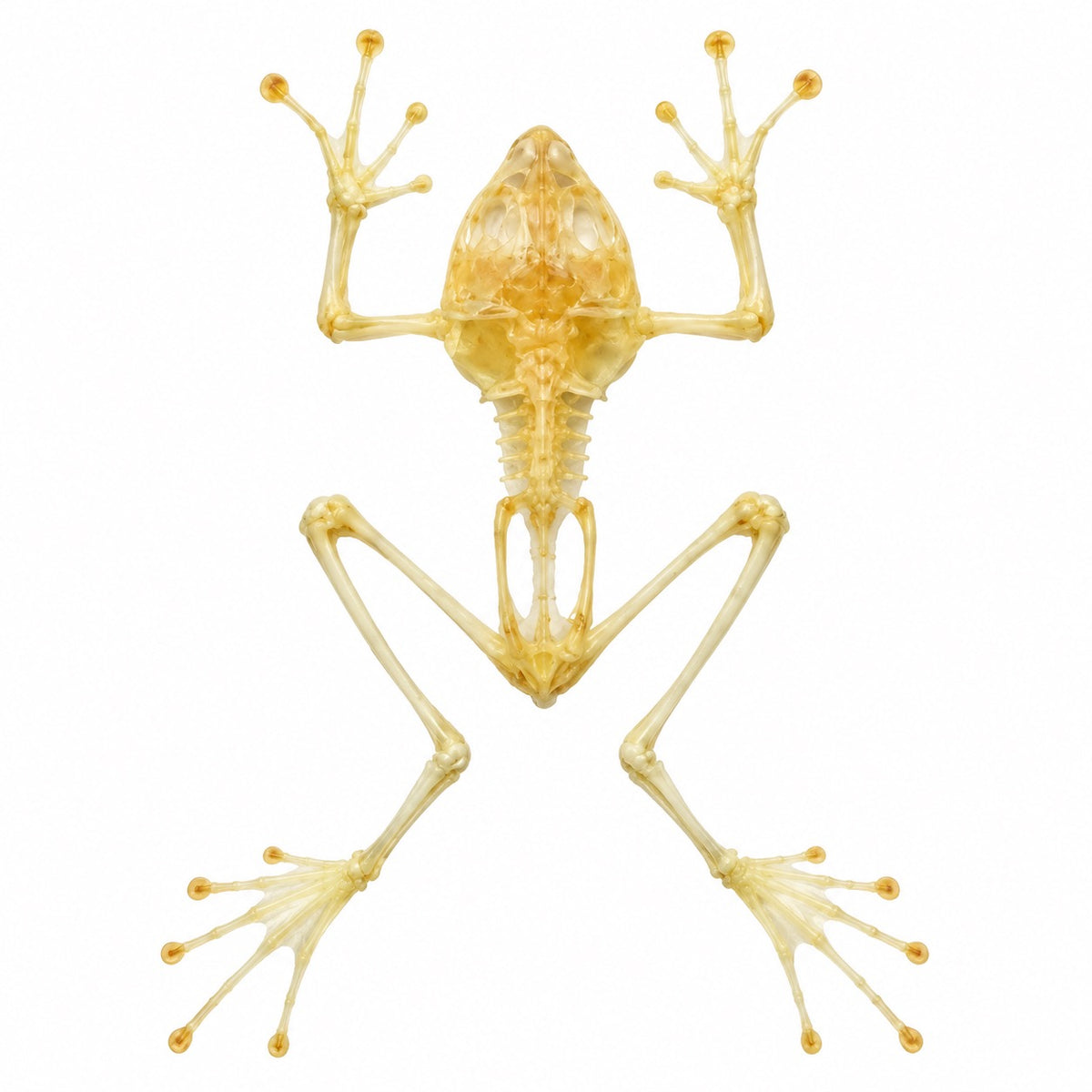 Rhacophorus Reinwardtii