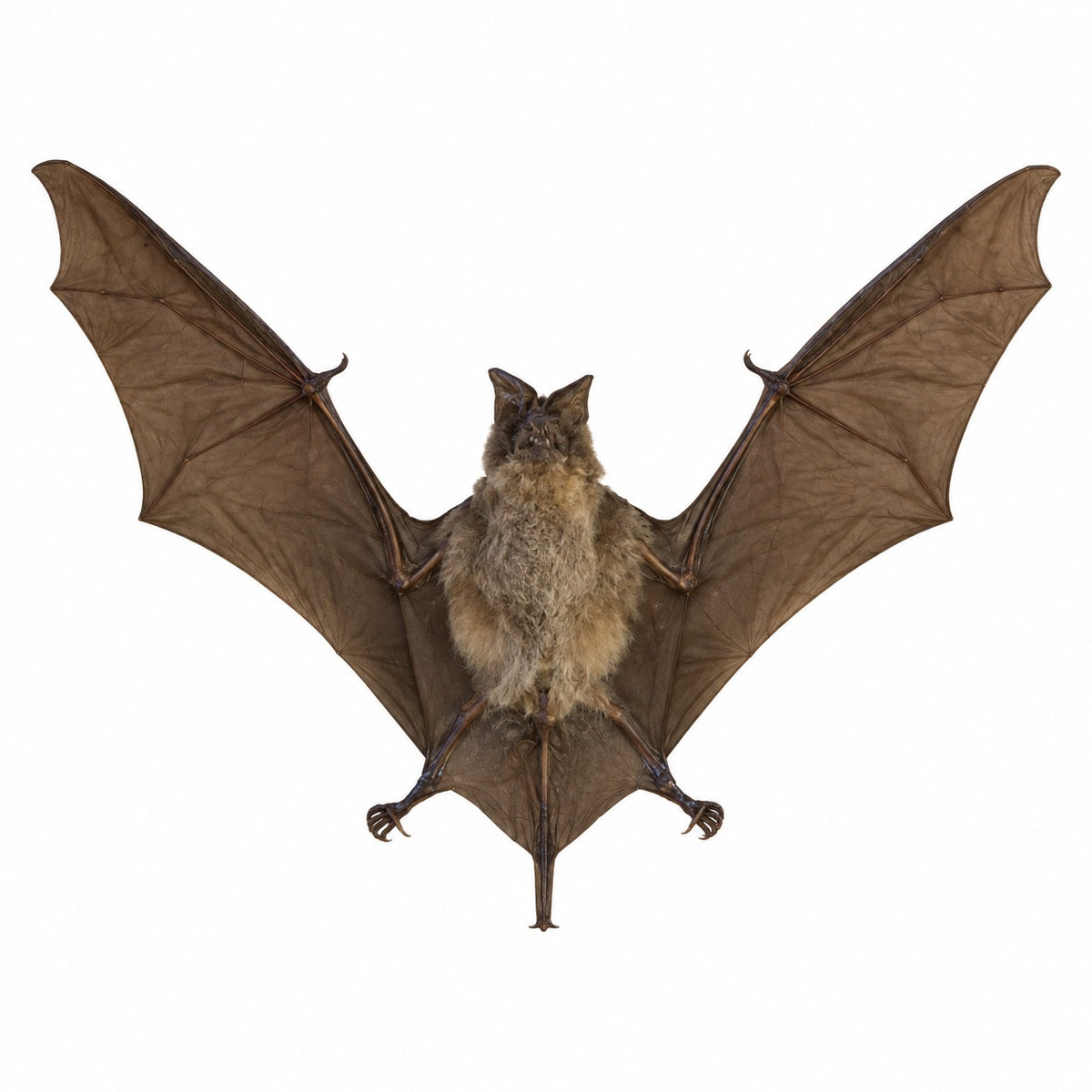 Myotis sp