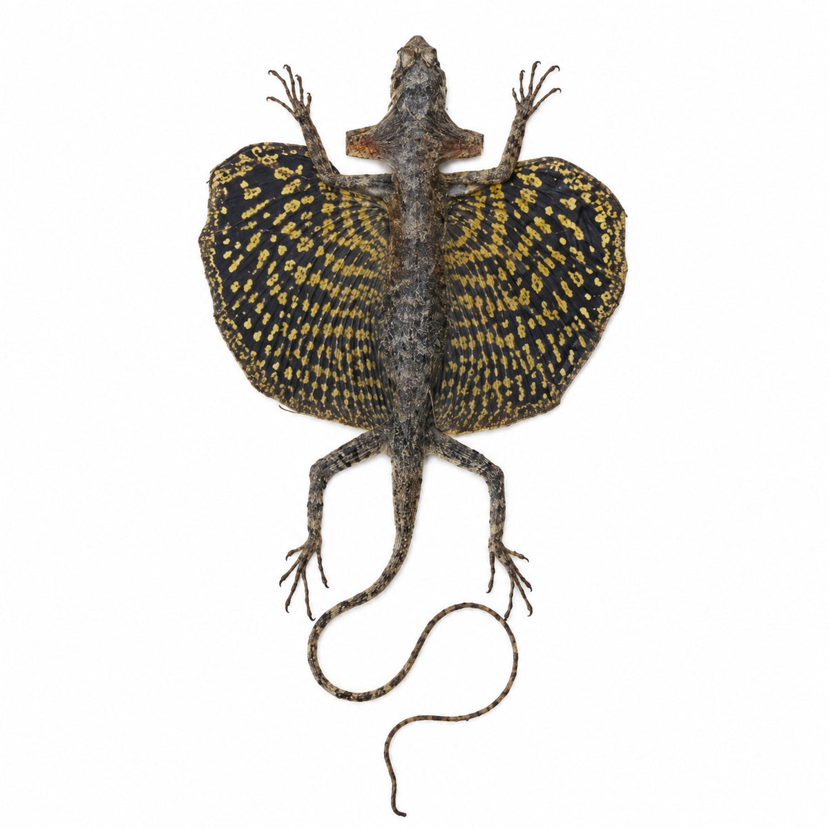 Draco Volans Volans