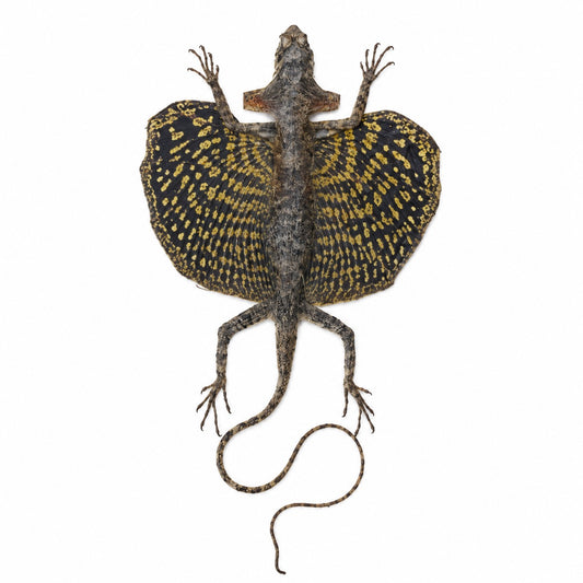 Draco Volans Volans