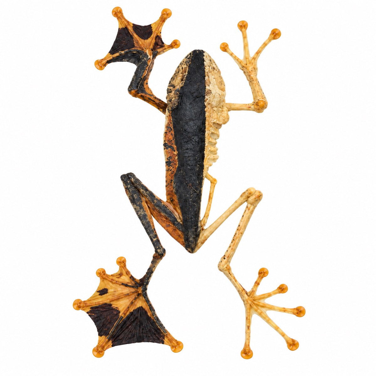 Rhacophorus Reinwardtii