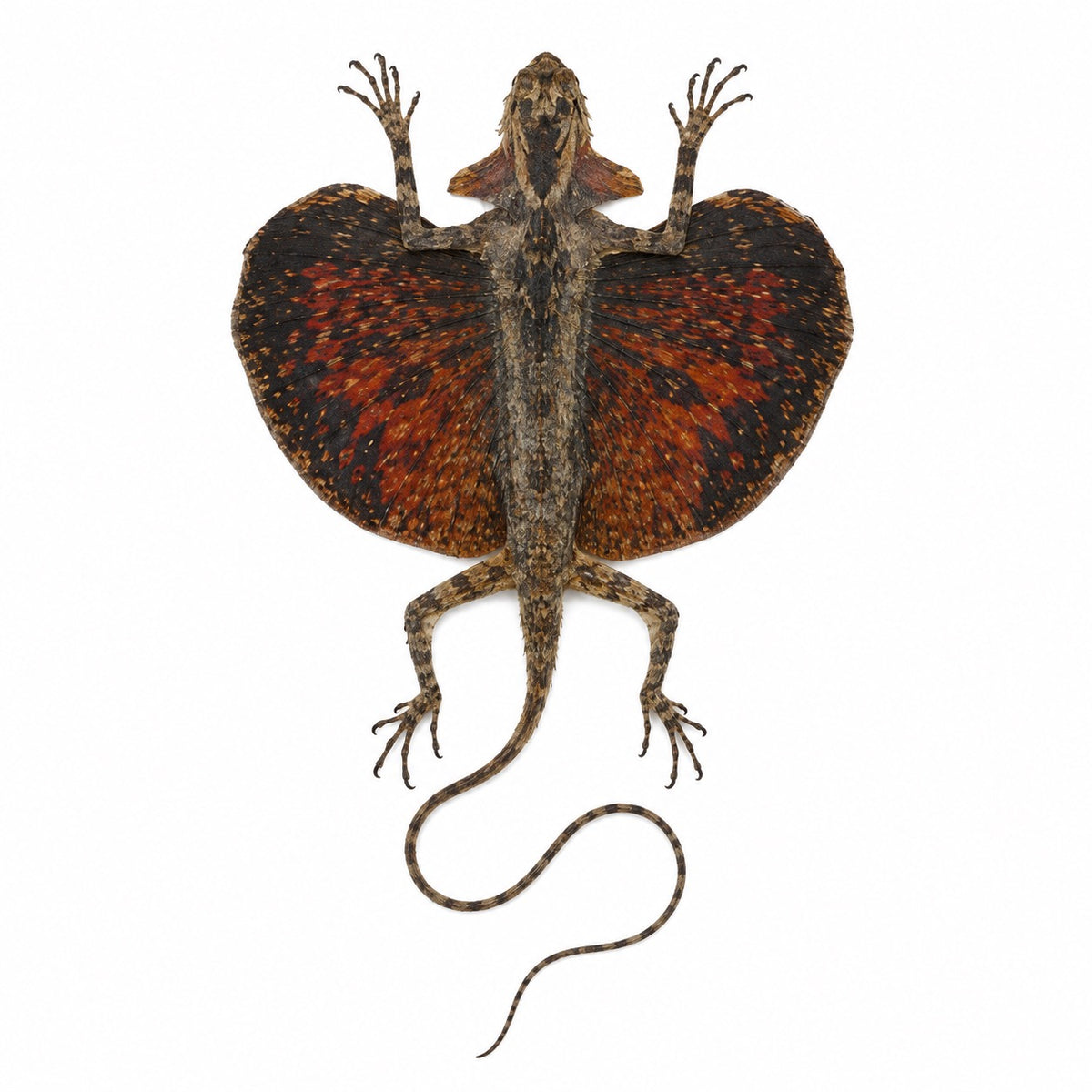 Draco Haematopogon B kwaliteit!