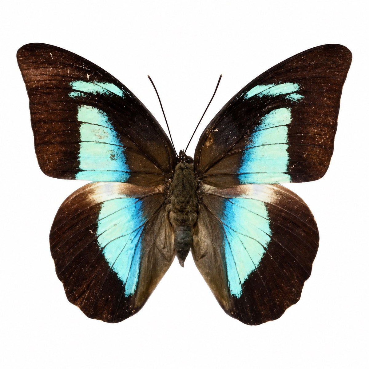Prepona Amphimachus female