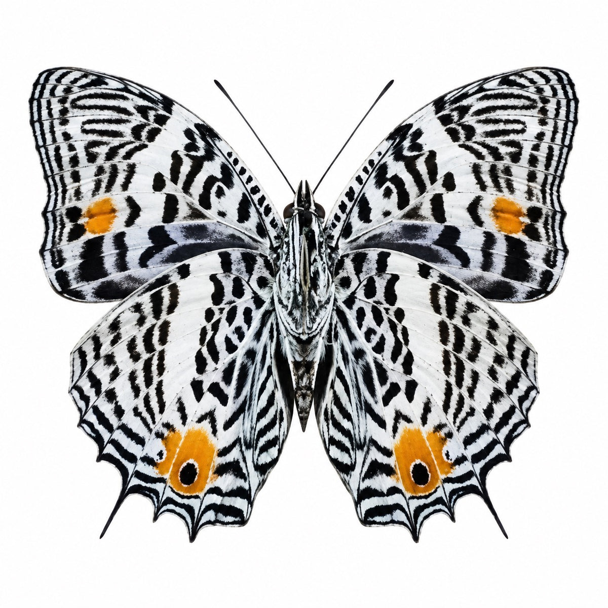 Baeotus Baeotus