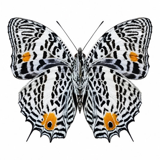 Baeotus Baeotus