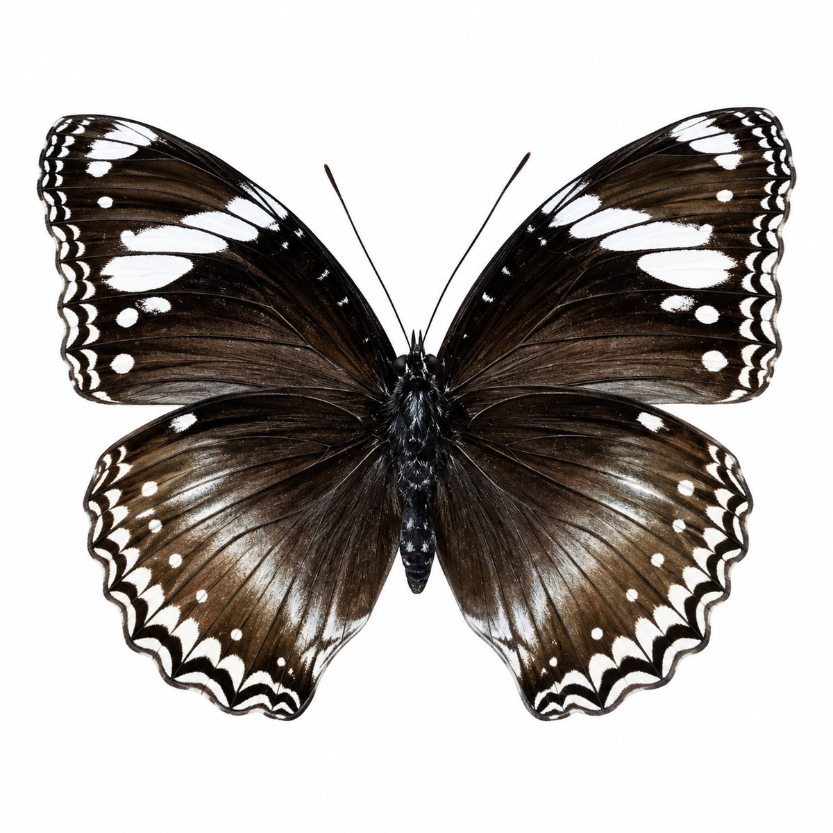 Hypolimnas Bolina (Philippines) ♀︎/♂︎