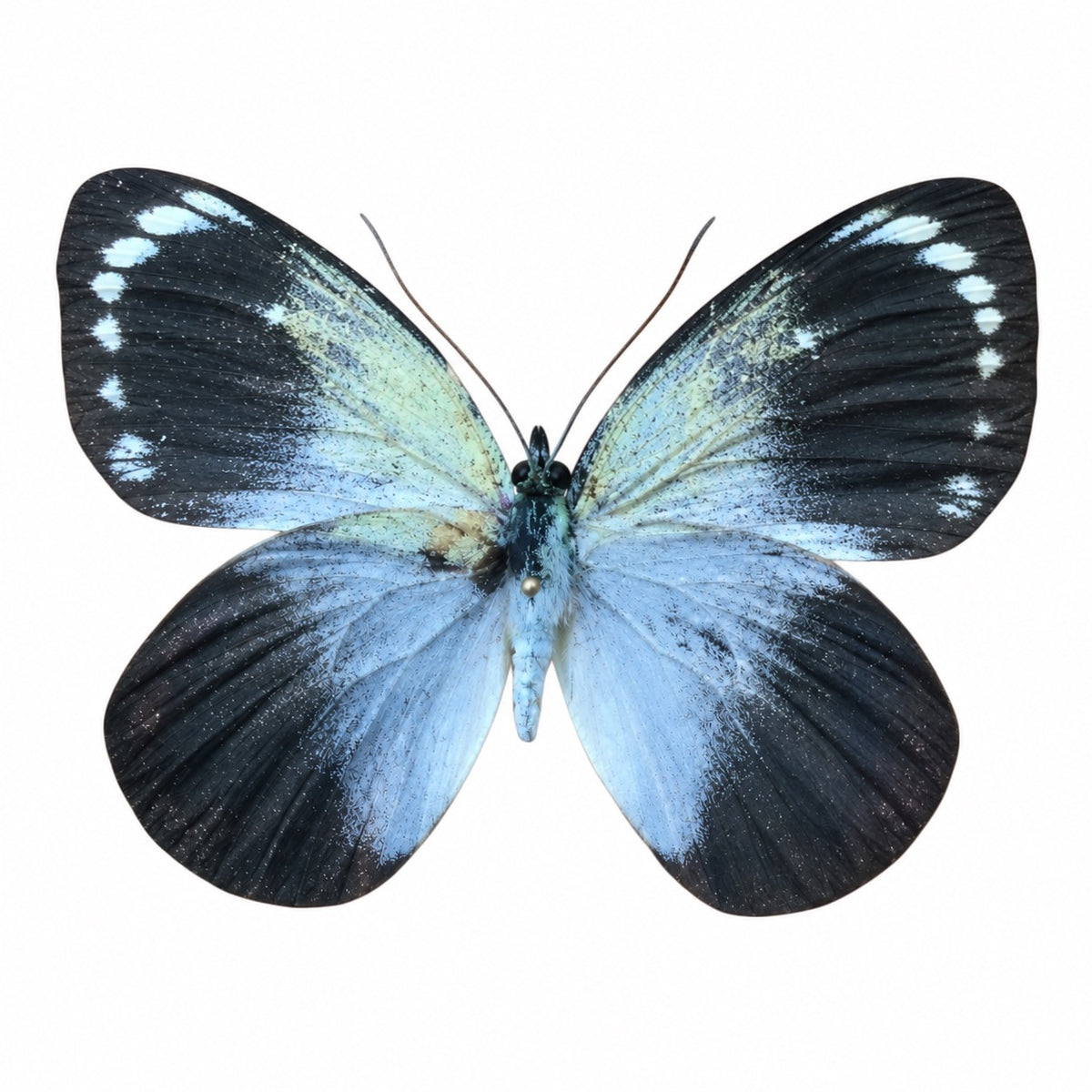 Delias Caeneus