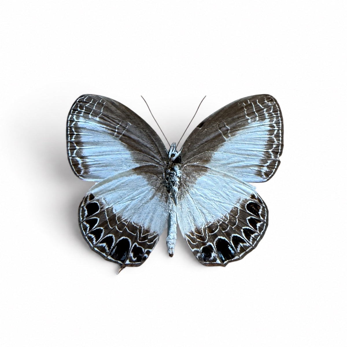 Jamides Euchylas