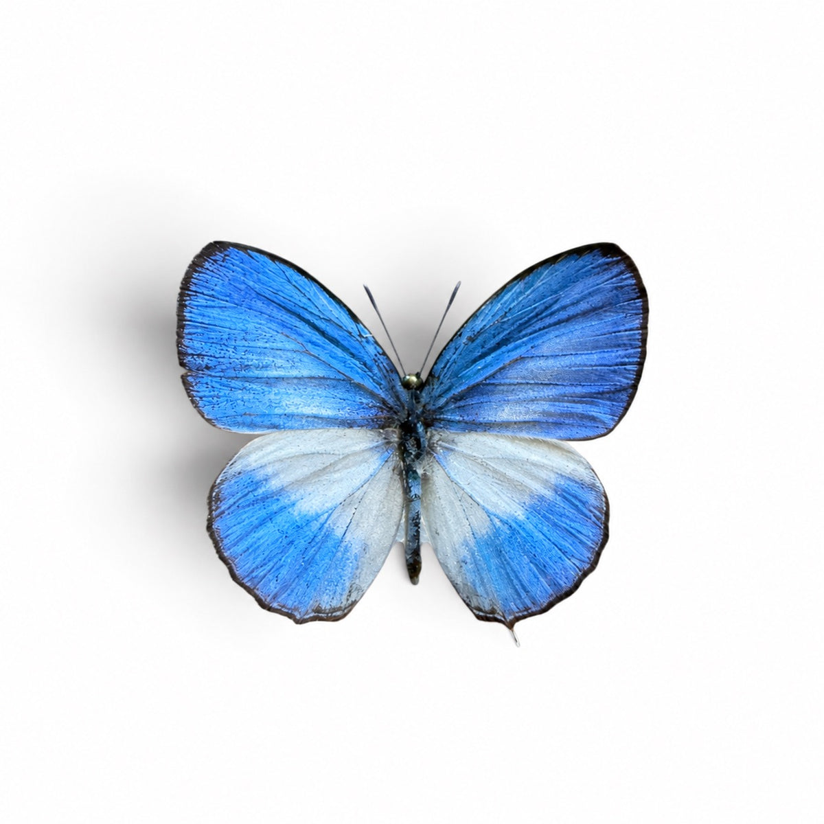 Jamides Euchylas