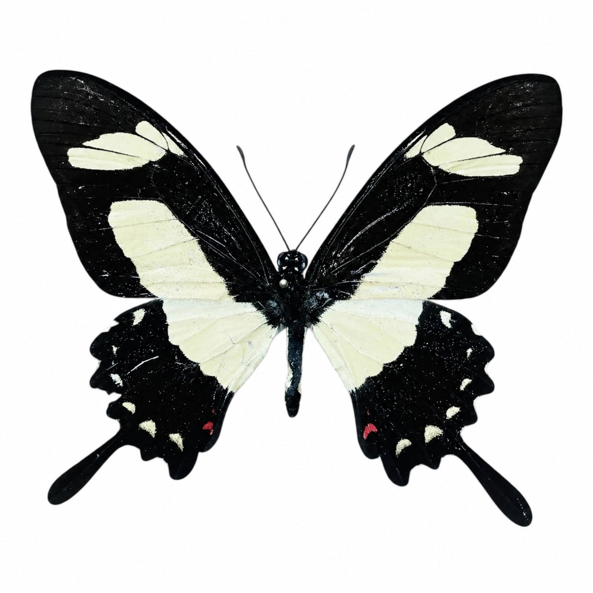 Papilio Torquatus