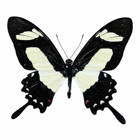 Papilio Torquatus