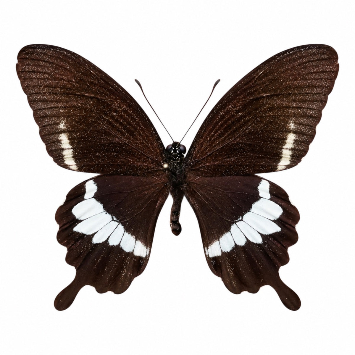Papilio polytes female