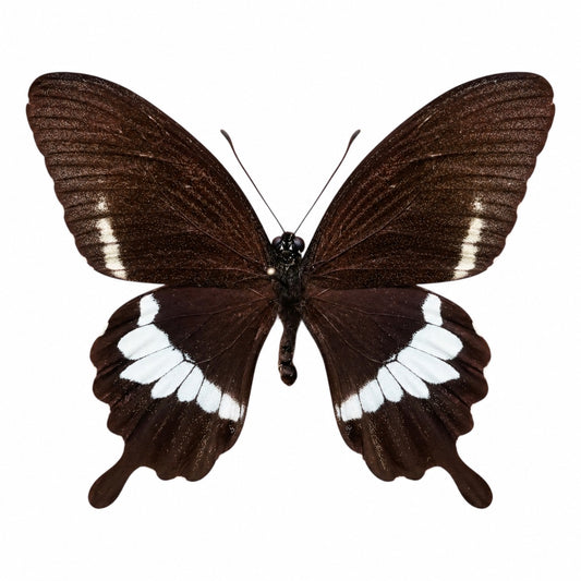 Papilio polytes femelle