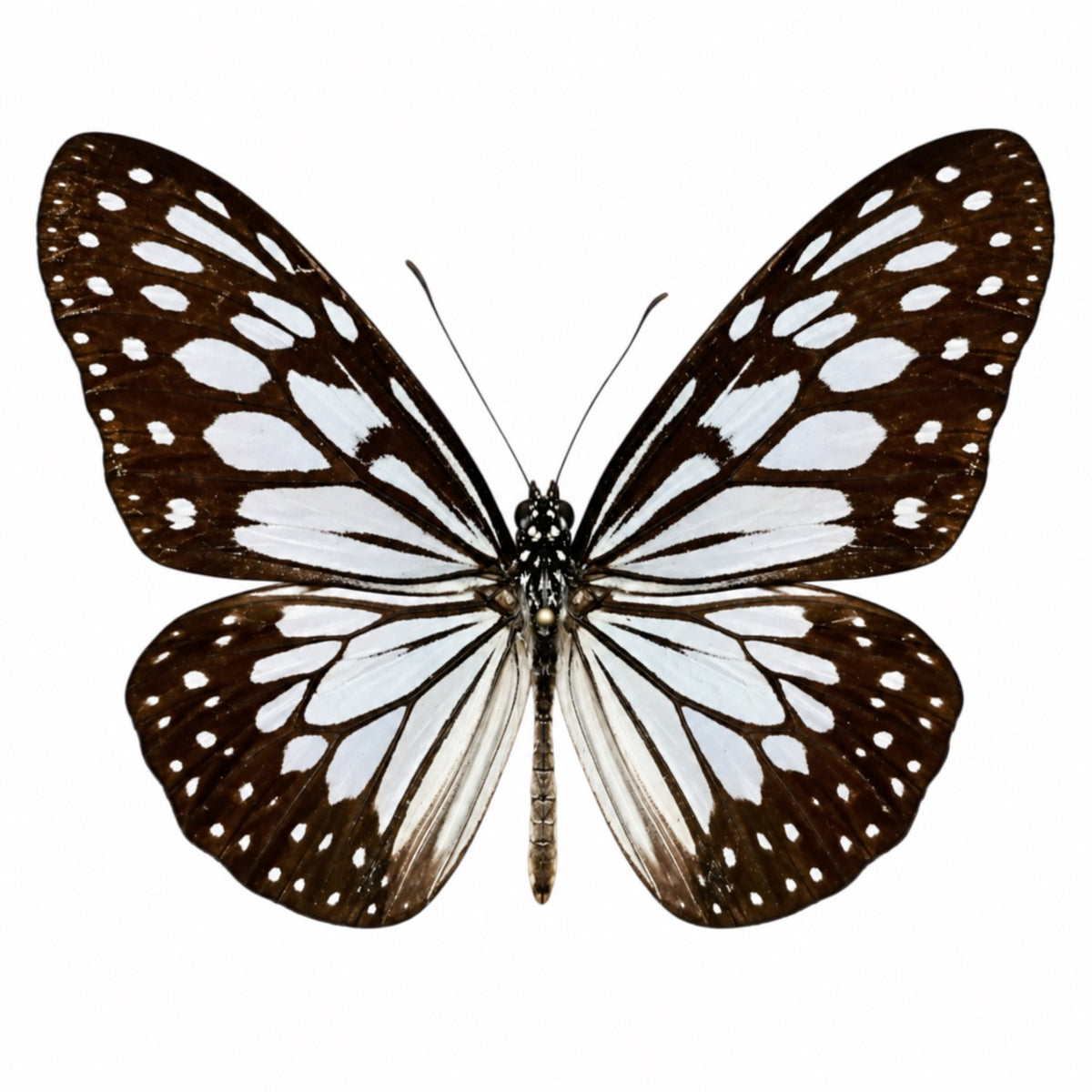 Ideopsis Juventa manillana