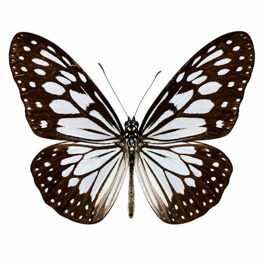 Ideopsis juventa manillana