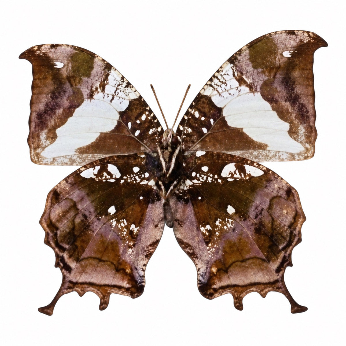 Hypna Clytemnestra