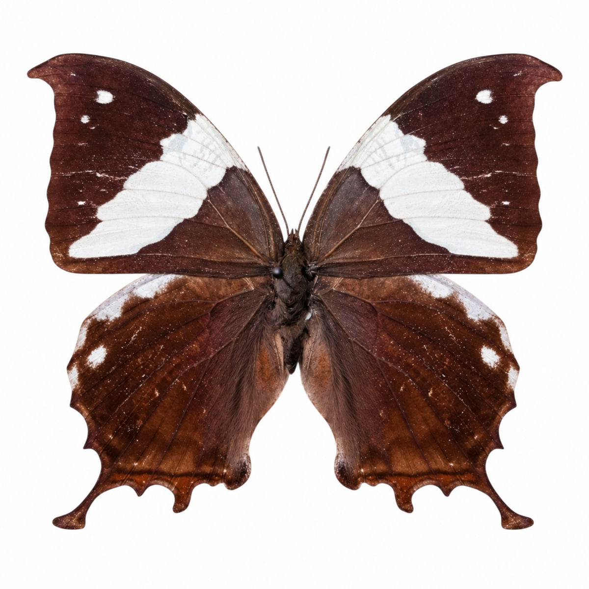Hypna Clytemnestra