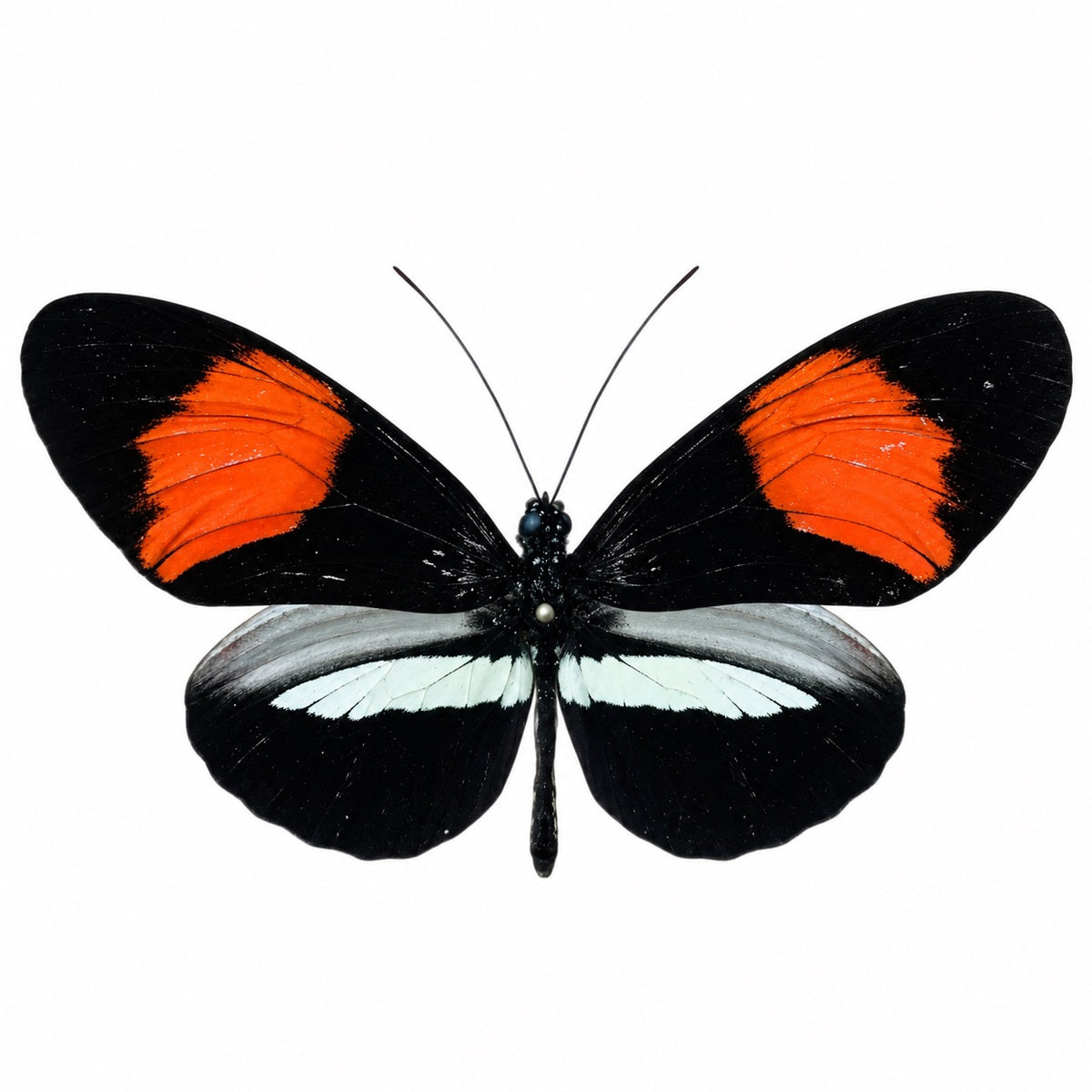 Heliconius Melpomene Amaryllis